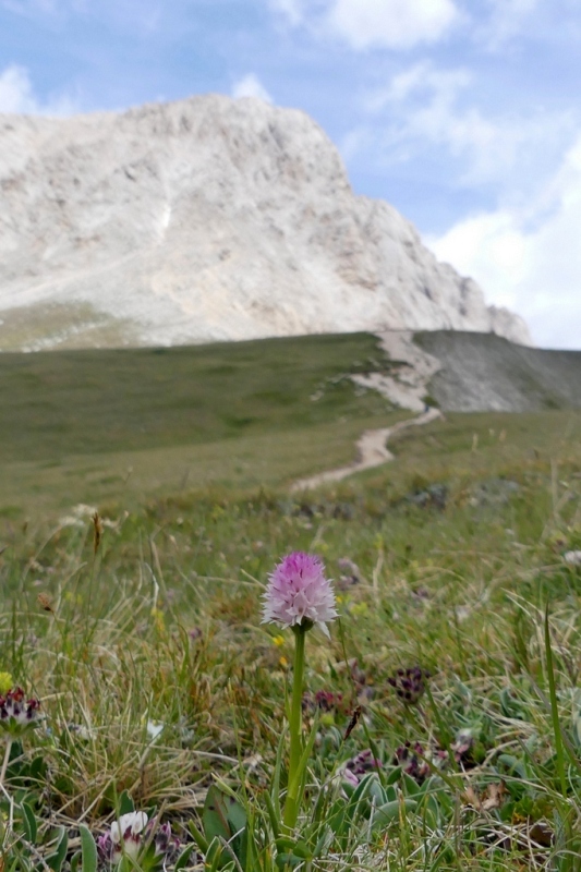 La Nigritella widderi nel Gran Sasso dItalia  luglio 2021.